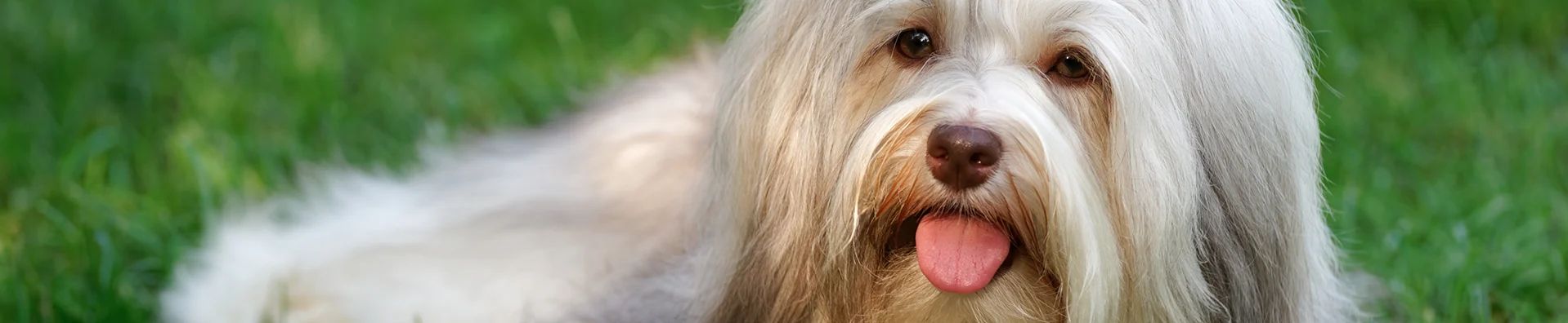 Bichon Havanês