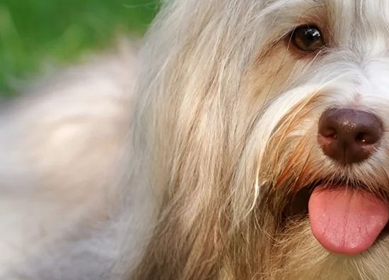 Bichon Havanês