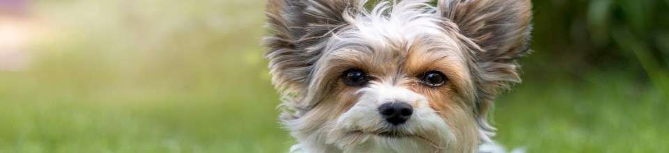 Biewer Terrier