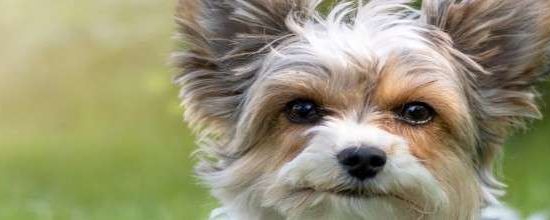 Biewer Terrier