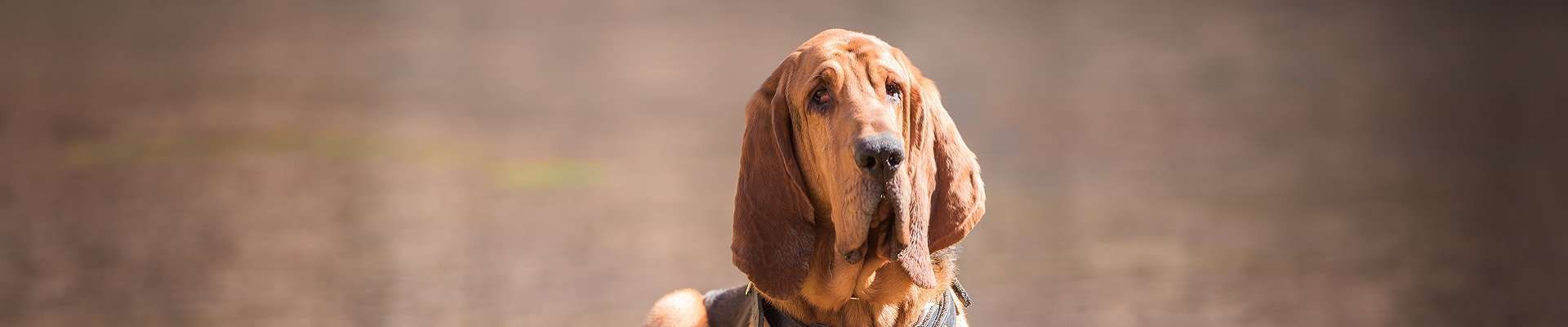 Bloodhound