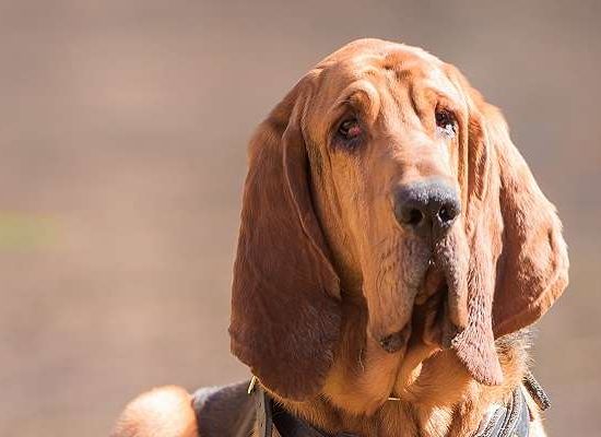 Bloodhound