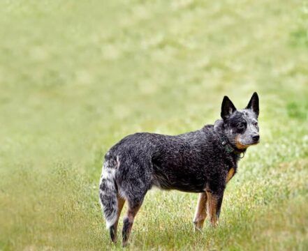 Blue Heeler