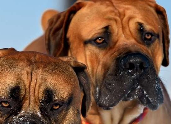 Boerboel
