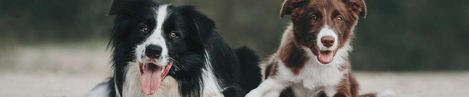 Cachorro Border Collie: conheça mais detalhes sobre a raça