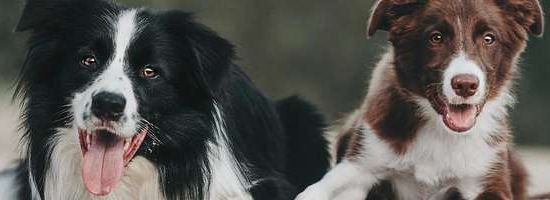 Cachorro Border Collie: conheça mais detalhes sobre a raça