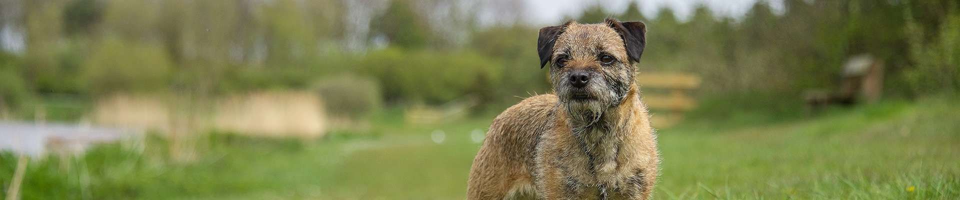 Border Terrier