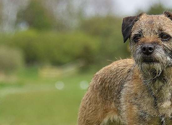 Border Terrier