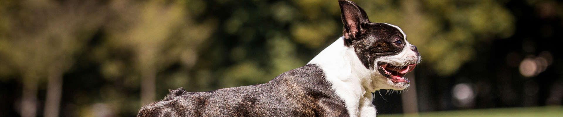 Boston Terrier