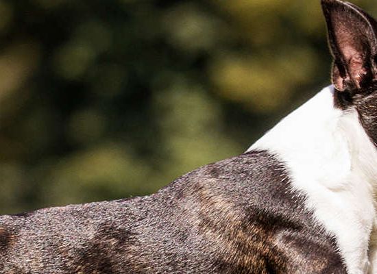 Boston Terrier