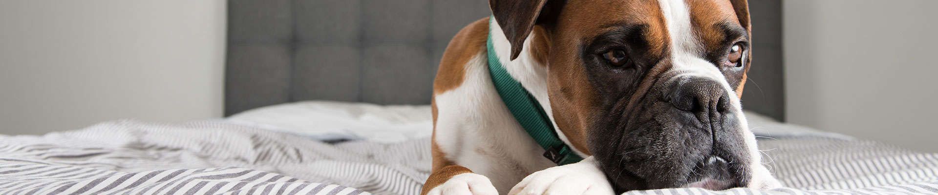 Cachorro Boxer
