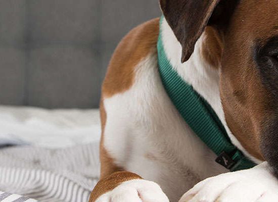 Cachorro Boxer