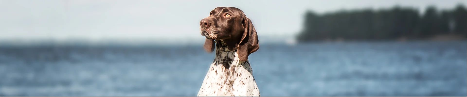 Braco Alemão de Pêlo Curto