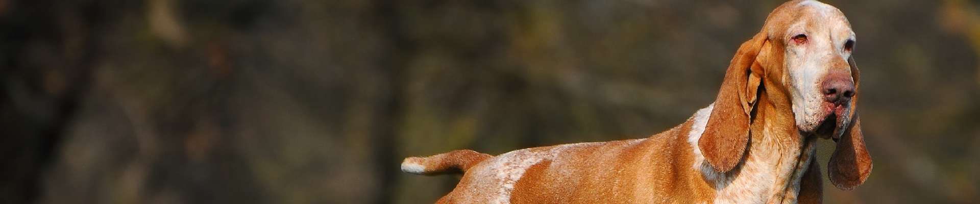 Braco Italiano