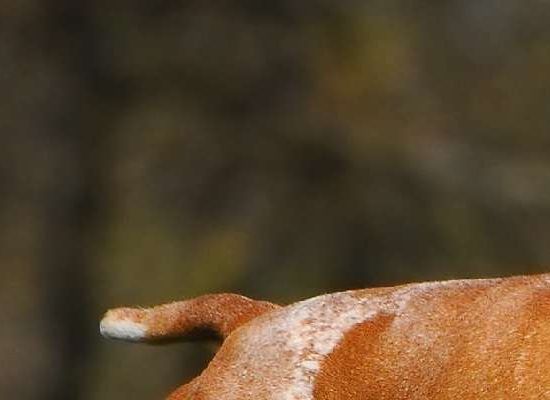 Braco Italiano