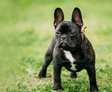 Buldogue Francês