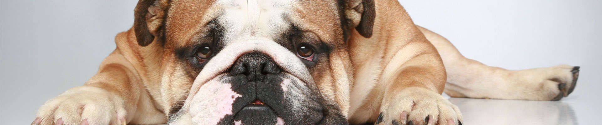 Buldogue inglês