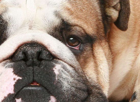 Buldogue inglês