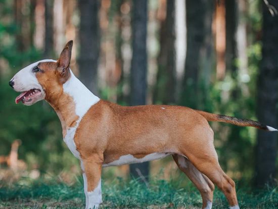 Bull Terrier