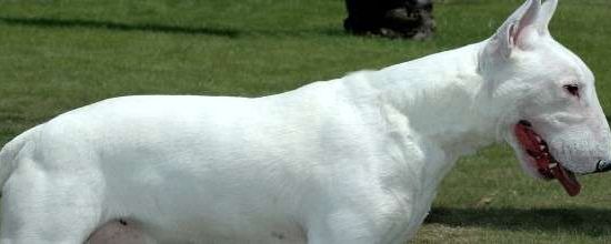 Bull Terrier Miniatura