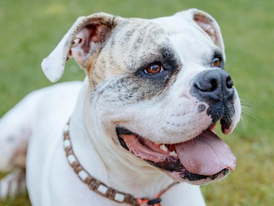 Bulldog Americano