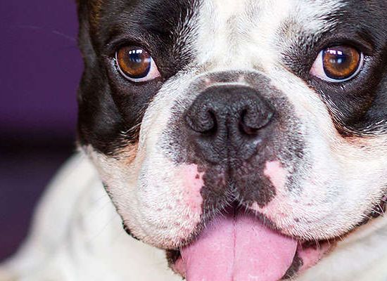 Bulldog Francês