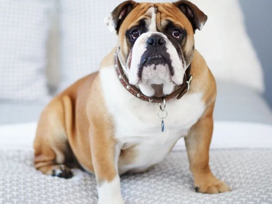 Bulldog Inglês