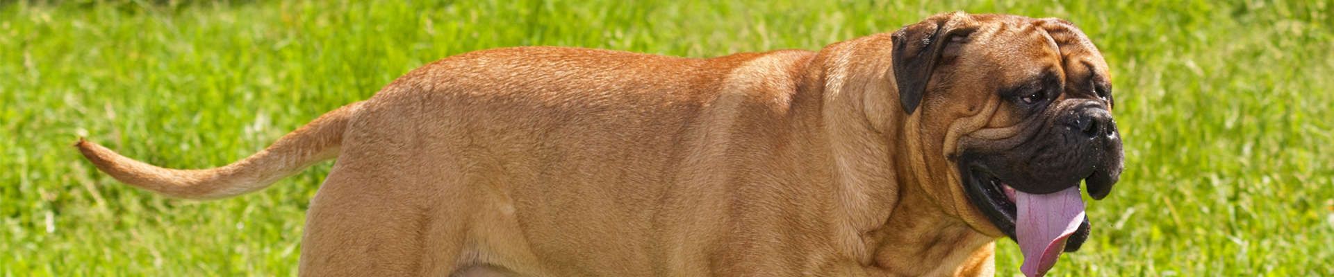 Bullmastiff