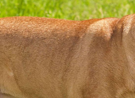 Bullmastiff