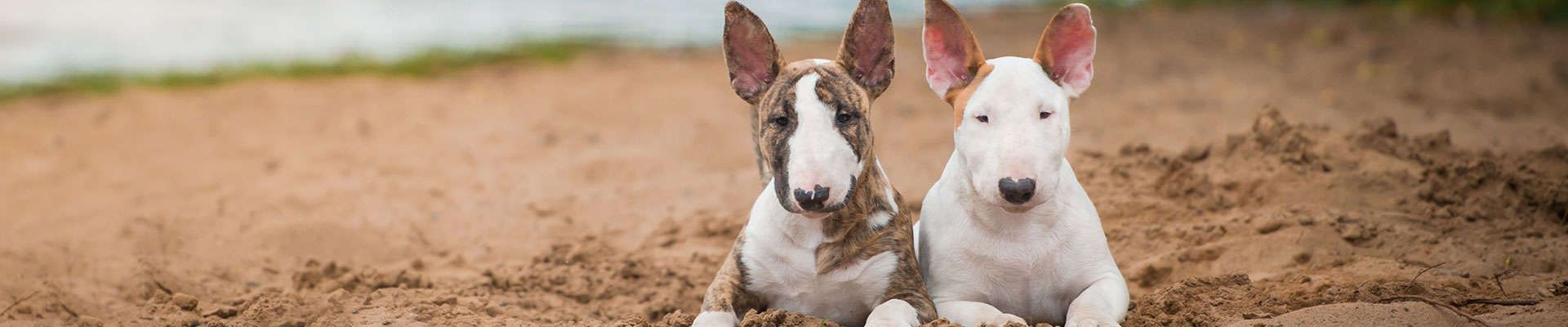 Bull Terrier