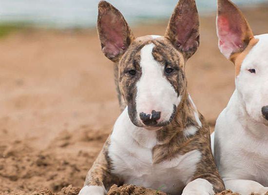 Bull Terrier