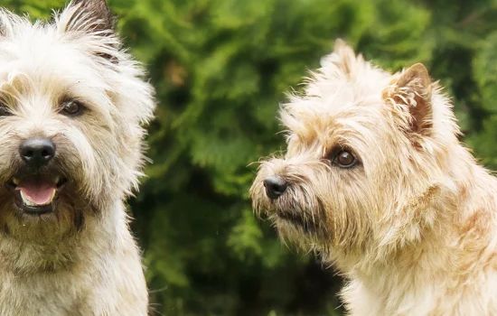 Cairn Terrier