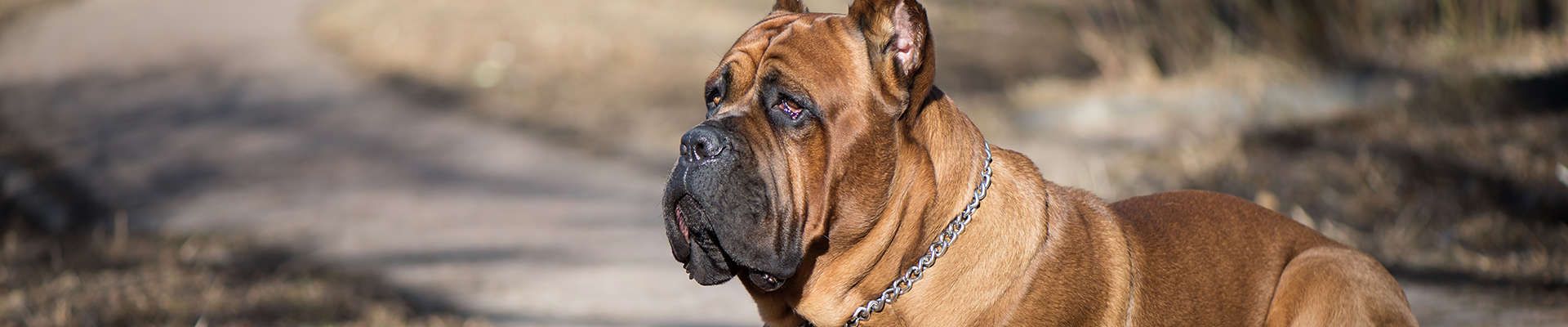 Cane Corso