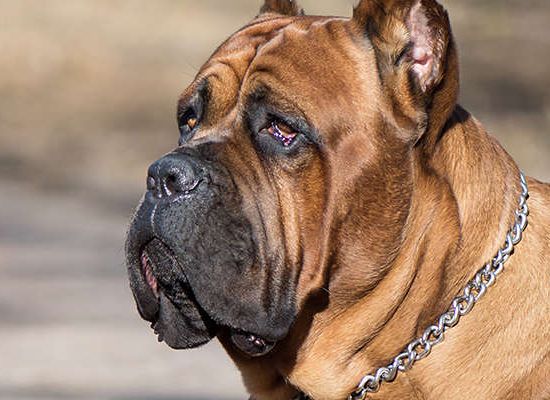 Cane Corso