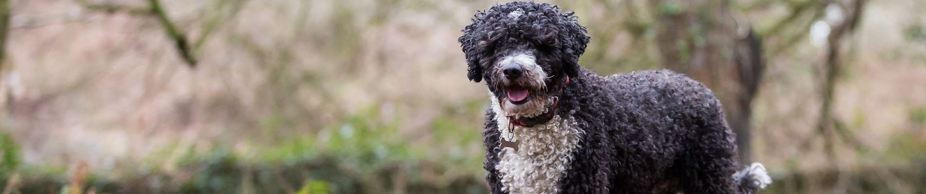 Cão D’água Espanhol