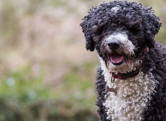 Cão D’água Espanhol