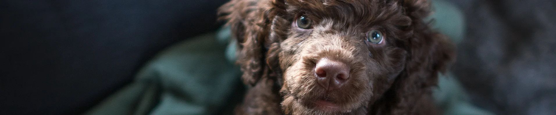 Cão D'água Português