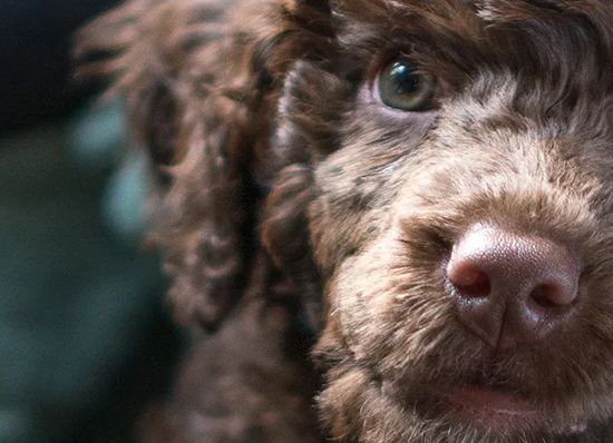 Cão D'água Português