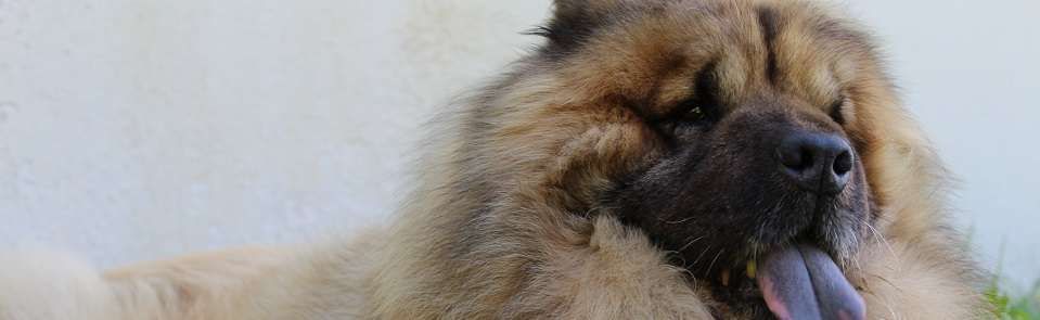 Cão da Eurásia