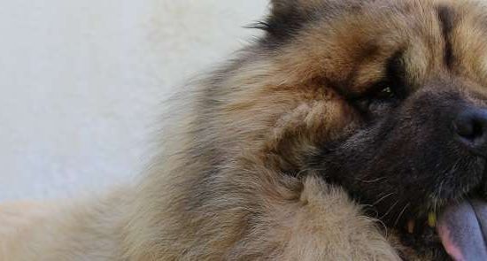 Cão da Eurásia