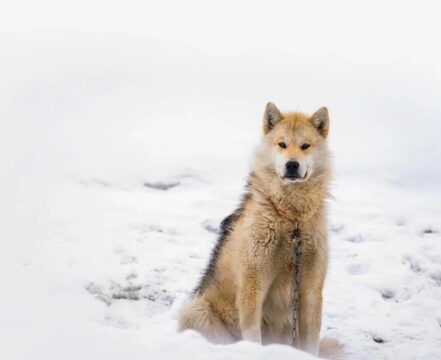Cão da Groenlândia