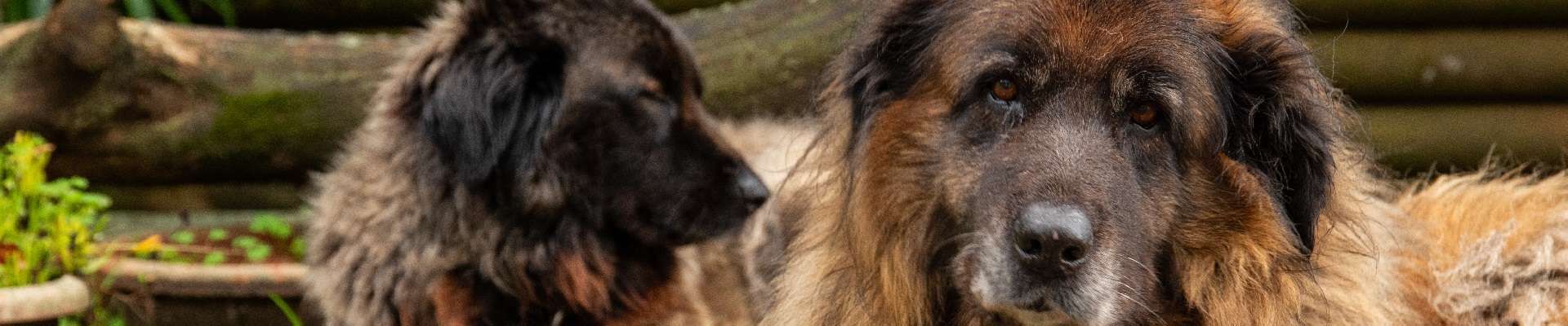 Cão da Serra da Estrela