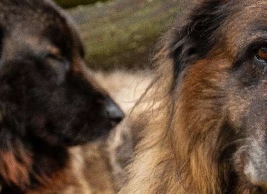 Cão da Serra da Estrela