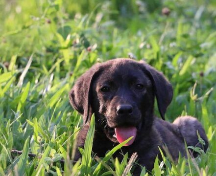 Cão de Castro Laboreiro