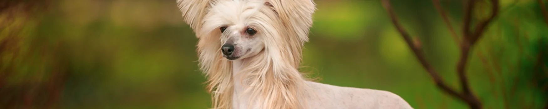 Cão de Crista Chinês
