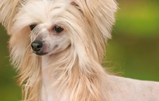 Cão de Crista Chinês