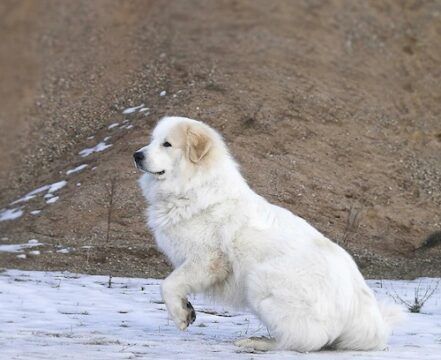 Cão de Montanha dos Pirenéus