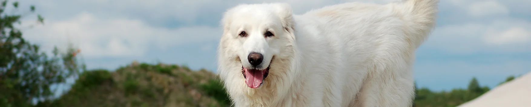 Cão dos Pirineus