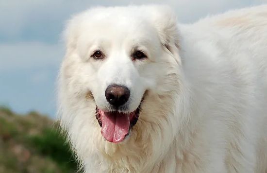 Cão dos Pirineus