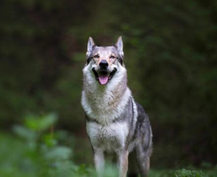 Cão Lobo Checoslovaco